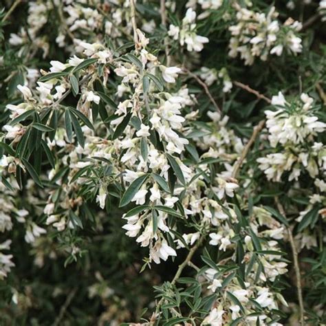 Tree Lucerne (Cytisus proliferus) – Weeds of Melbourne