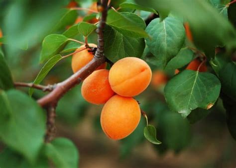 Apricot tree planting 🍑 🌱 Setting the foundation for juicy harvests