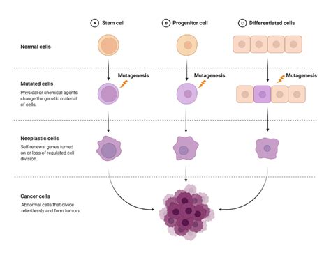 Understanding Tumor Mutational Burden Tmb Bloodpac