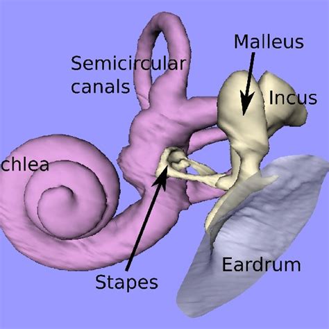 Anatomy of the human ear (anterior view). | Download Scientific Diagram