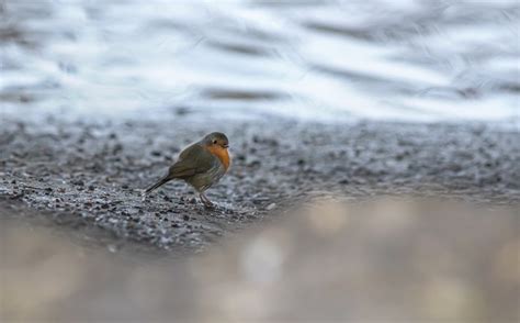 Robin Pájaro Suelo Foto gratis en Pixabay Pixabay