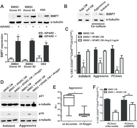 SPARC Up Regulates BMP7 From BMSC A BMSC From Two Different Donors