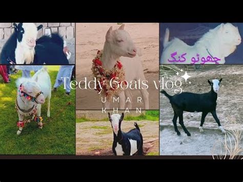 Mashallah My Teddy Goats Setup Youtube