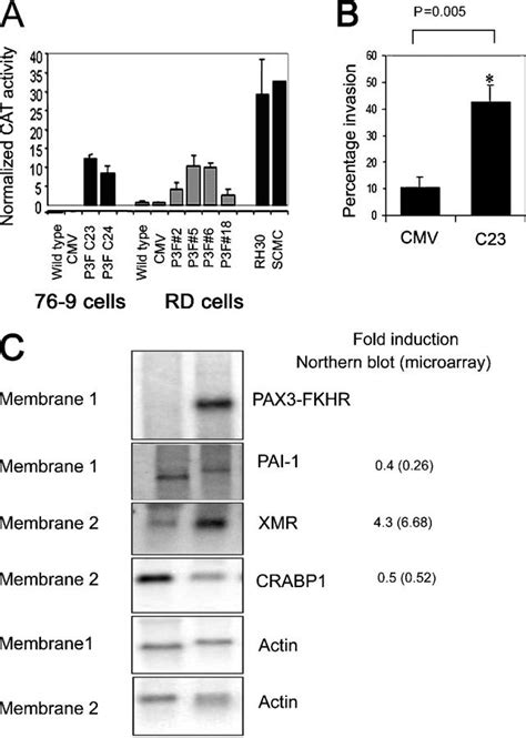 PAX3 FKHR Causes Both Up And Down Regulation Of Target Genes A