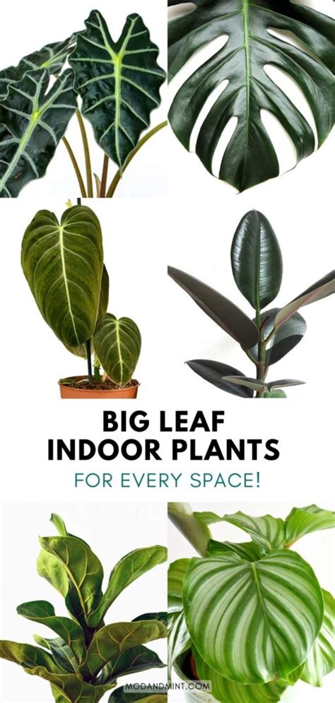 10 Big Leaf Plants - Stunning Indoor Houseplants with Large Leaves