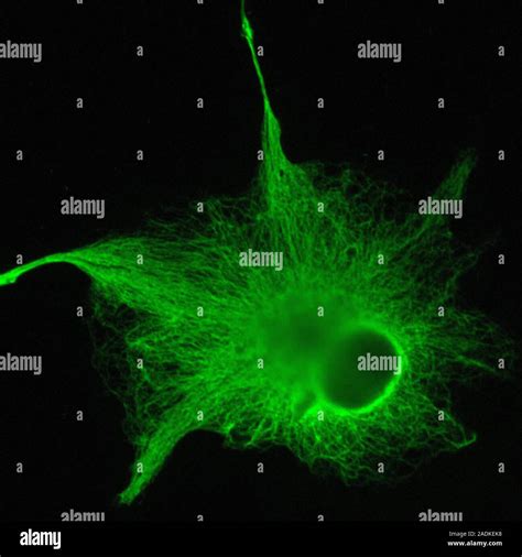 Astrocyte Nerve Cell Fluorescent Light Micrograph Of An Astrocyte Cell