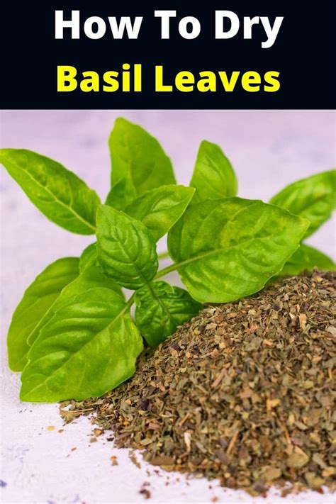 How to dry basil leaves #basil #basilleaves #herbs #driedbasil # ...