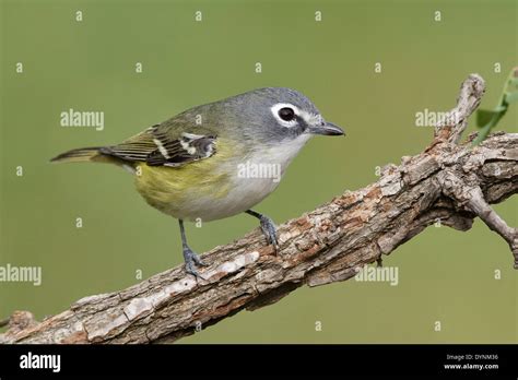 Blue Headed Vireos High Resolution Stock Photography And Images Alamy