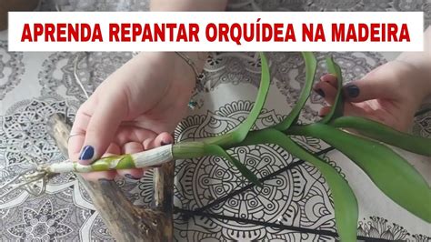 Como Replantar Orqu Dea Denphal Na Madeira Qual Tronco Usar Youtube