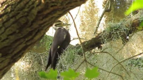 Pileated Woodpecker Pecking And Eating Bugs