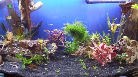 My 46 Gallon Bowfront New Pics 1 20 15 Last Page Page 3 The