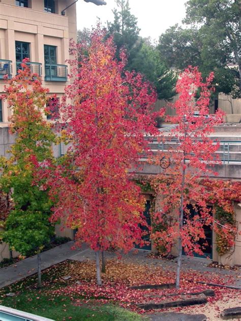 Liquidambar Styraciflua American Sweetgum Trees Of Stanford And Environs