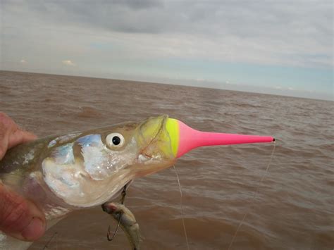 Guia De Pesca En Berisso Altapesca Ya Estan Los Gran Berisso