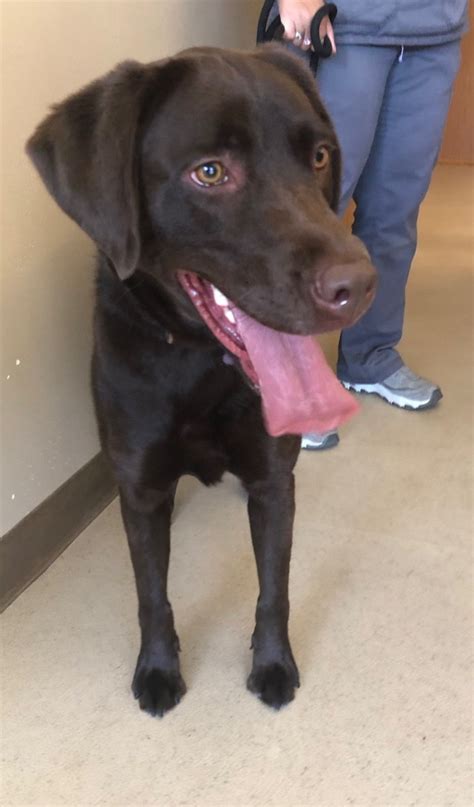 Jojo Profile Monterey Bay Lab Rescue