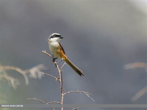 5 Fakta Burung Cendet, Yuk Kenali Burung Nusantara - Phoenix Pakan Hewan