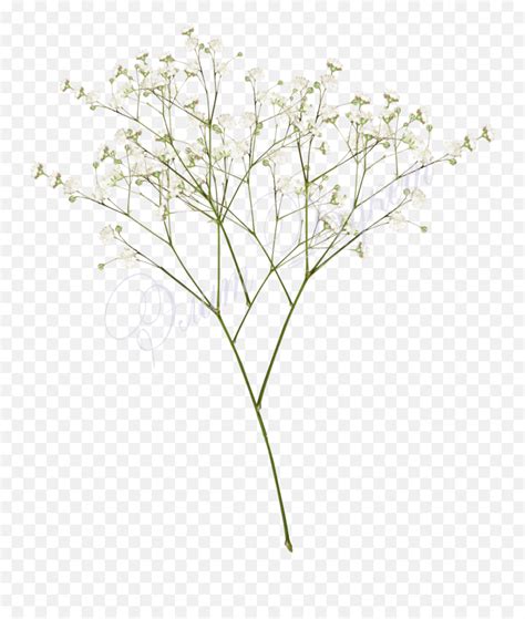 Top Images For Baby Breath Flowers Png Transparent Baby Breath Flower