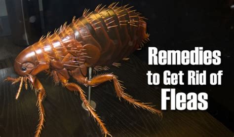 10 Home Remedies To Get Rid Of Flea Infestation - Homestead & Survival