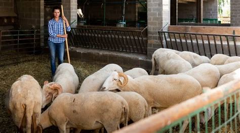 Sheep Farming For Beginners: Definitive Guide - SheepCaretaker