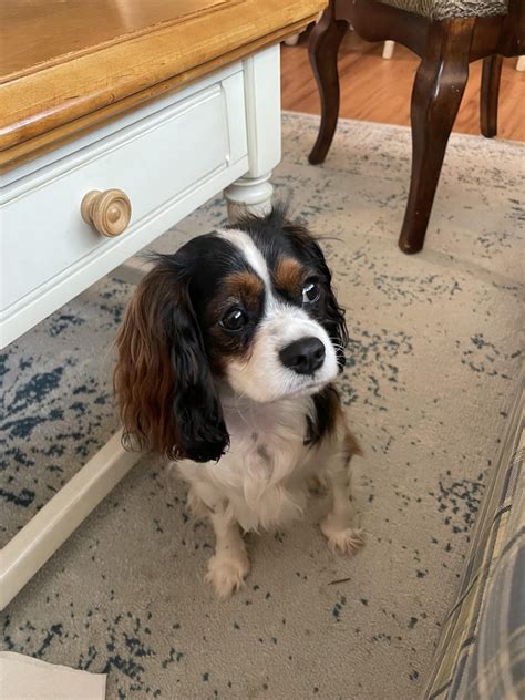 My Straight Haired Cavapoo Rcavapoo