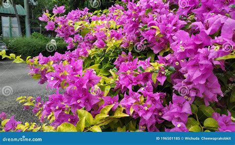 THIS IS THE PHOTO OF BOUGAINVILLEA SPECTABILIS, ALSO KNOWN AS GREAT BOUGAINVILLEA Royalty-Free ...