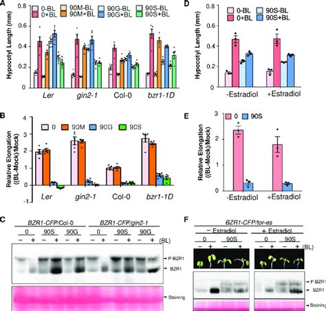 Sucrose Inhibits BR Signaling Independent Of HXK1 And TOR A