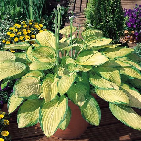 Hosta Gold Standard Bareroot Plant Garden Flowers Shade