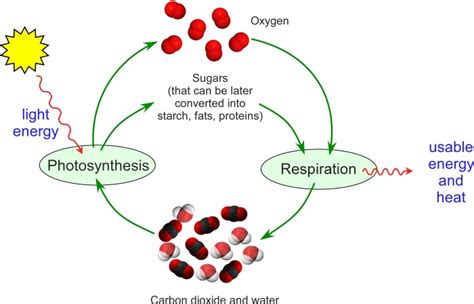 Photosynthesis Diagram By Greg Jordan With Model Of Diatomic Oxygen Made Available Under The