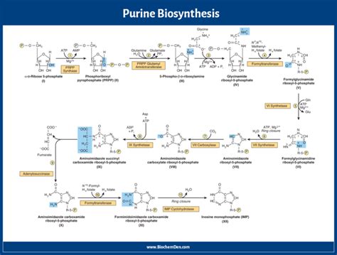 Purine Synthesis: Synthesis of Purine RiboNucleotides