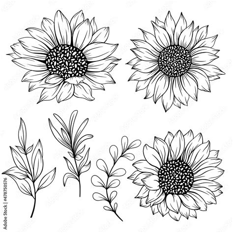 Sunflower Outline, Sunflower Line Art, Floral Line Drawing, black and ...