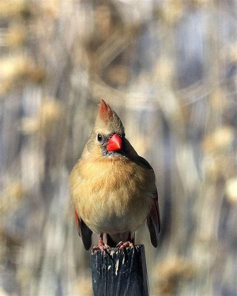 Female Cardinal Photograph By Tom Strutz Fine Art America