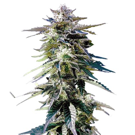 Purple Haze Feminized Seeds | USA Cannabis Seeds