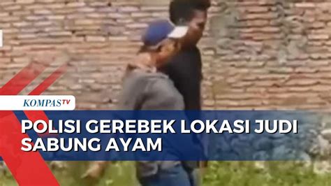 Polisi Gerebek Lokasi Judi Sabung Ayam Di Grobogan 9 Orang Ditangkap