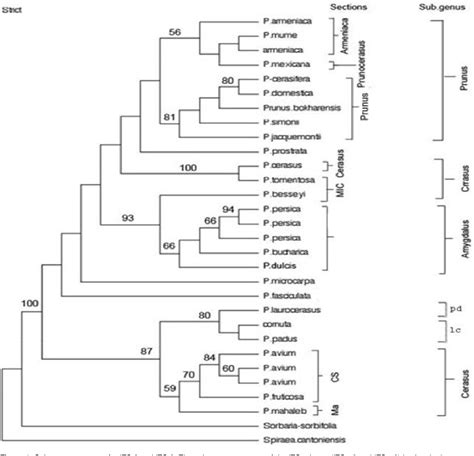 Figure 1 From A Molecular Phylogeny Of Selected Species Of Genus Prunus