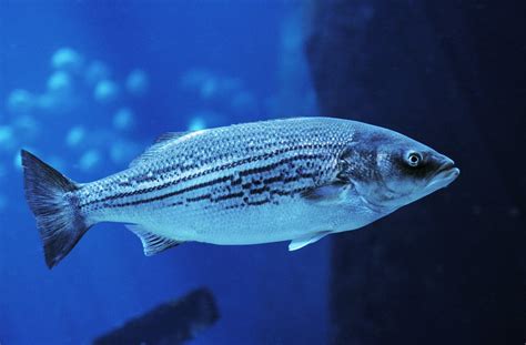 A Guide To The Different Types Of Sea Bass American Oceans