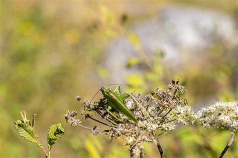 Insetto Cavalletta Entomologia Foto Gratis Su Pixabay