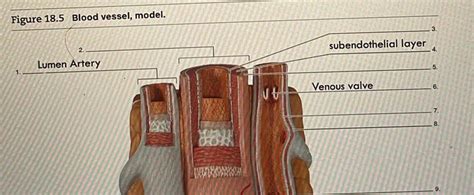 [ANSWERED] Figure 18 5 Blood vessel model 2 Lumen Artery subendothelial ...