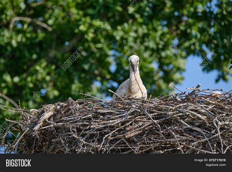 Baby Stork Nest Image And Photo Free Trial Bigstock