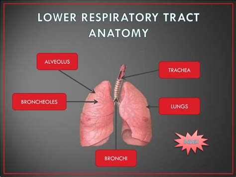 Gross Anatomy Of Lower Respiratory System