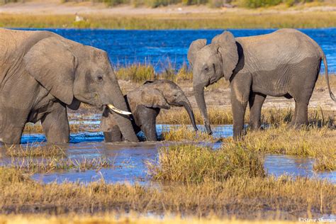 Botswana Chobe Elephants Chobe National Park Botswana 2022 Steve