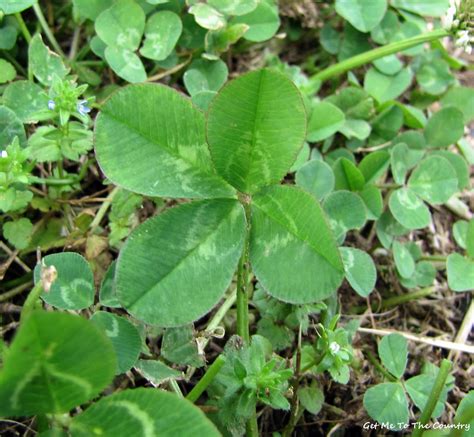 Get Me To The Country Four Leaf Clover Tea