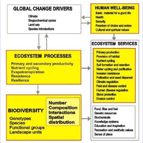 How biodiversity, ecosystem services and human wellbeing interact | Download Scientific Diagram