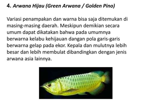 Pkwu Budidaya Ikan Hias Ikan Arwana Ppt Free Download