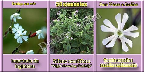 Silene Noctiflora Night Flowering Catchfly