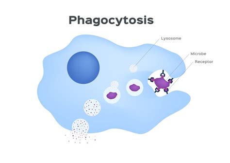 How Your Immune System Protects You From Infection Part 2 Phagocytes Grassrootshealth