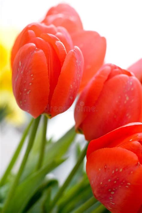 Tulipanes Rojos Hermosos Imagen Imagen 5197546