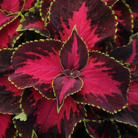 Coleus Seeds Chocolate Covered Cherry Flower Seeds In Packets