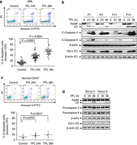 Triptolide Induces Apoptosis In Human Leukemia Cells Through Caspase 3