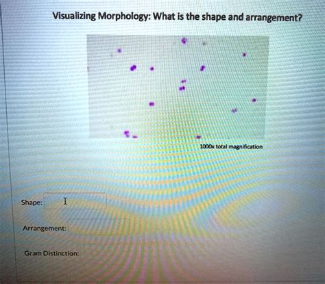 Solved Visualizing Morphology What Is The Shape And Arrangement