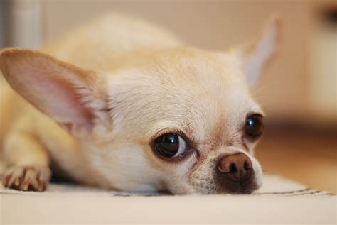 Chihuahua - Top Guide & Facts - Animal Corner