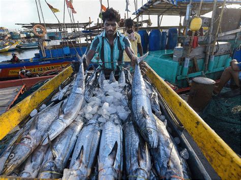 Maharashtra Fishermen S Body Appeals To Central Government For Maritime